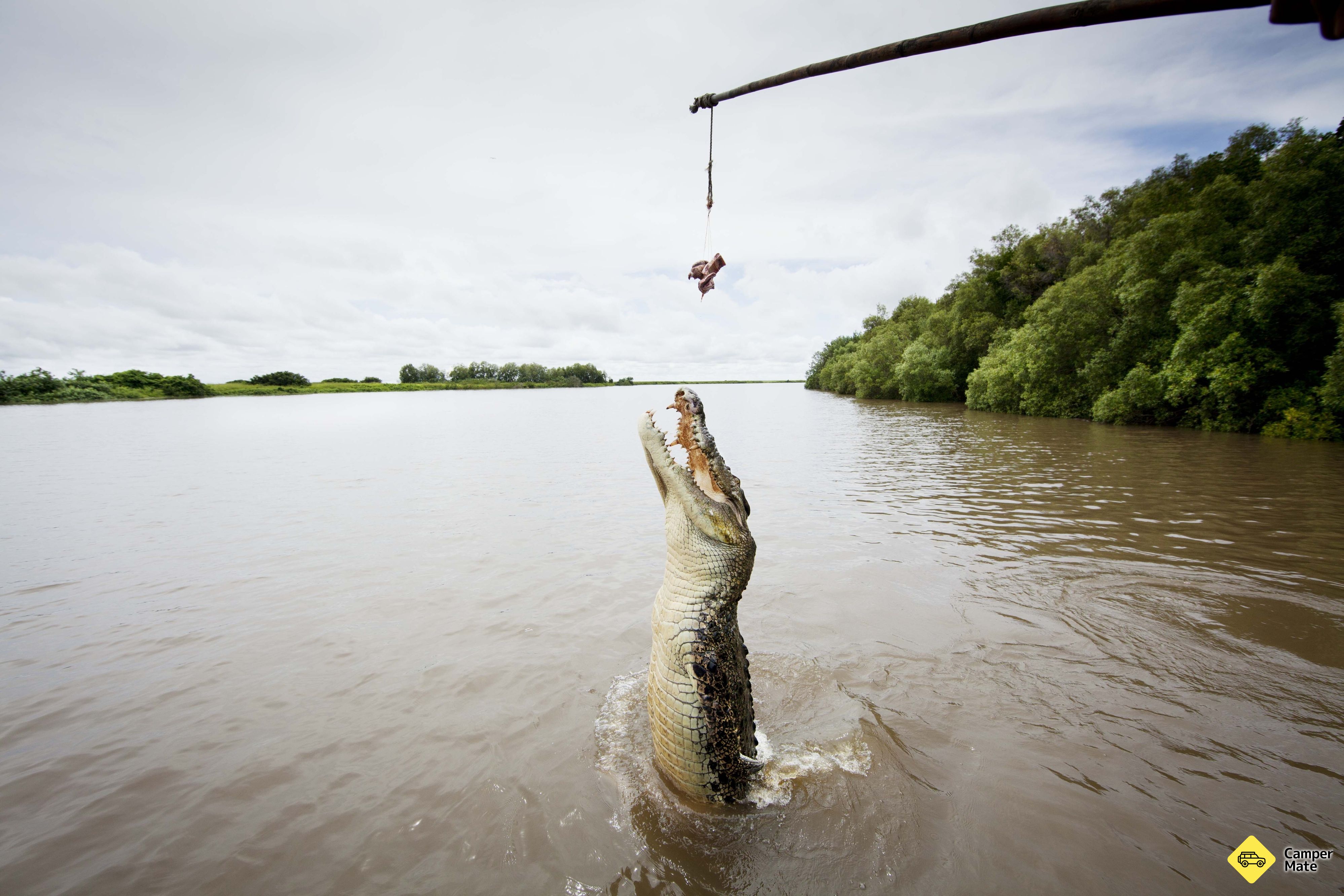 Spectacular Jumping Crocodile Cruise - Image 2