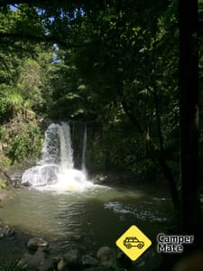 Waiau Falls and Kauri Grove Lookout Walk