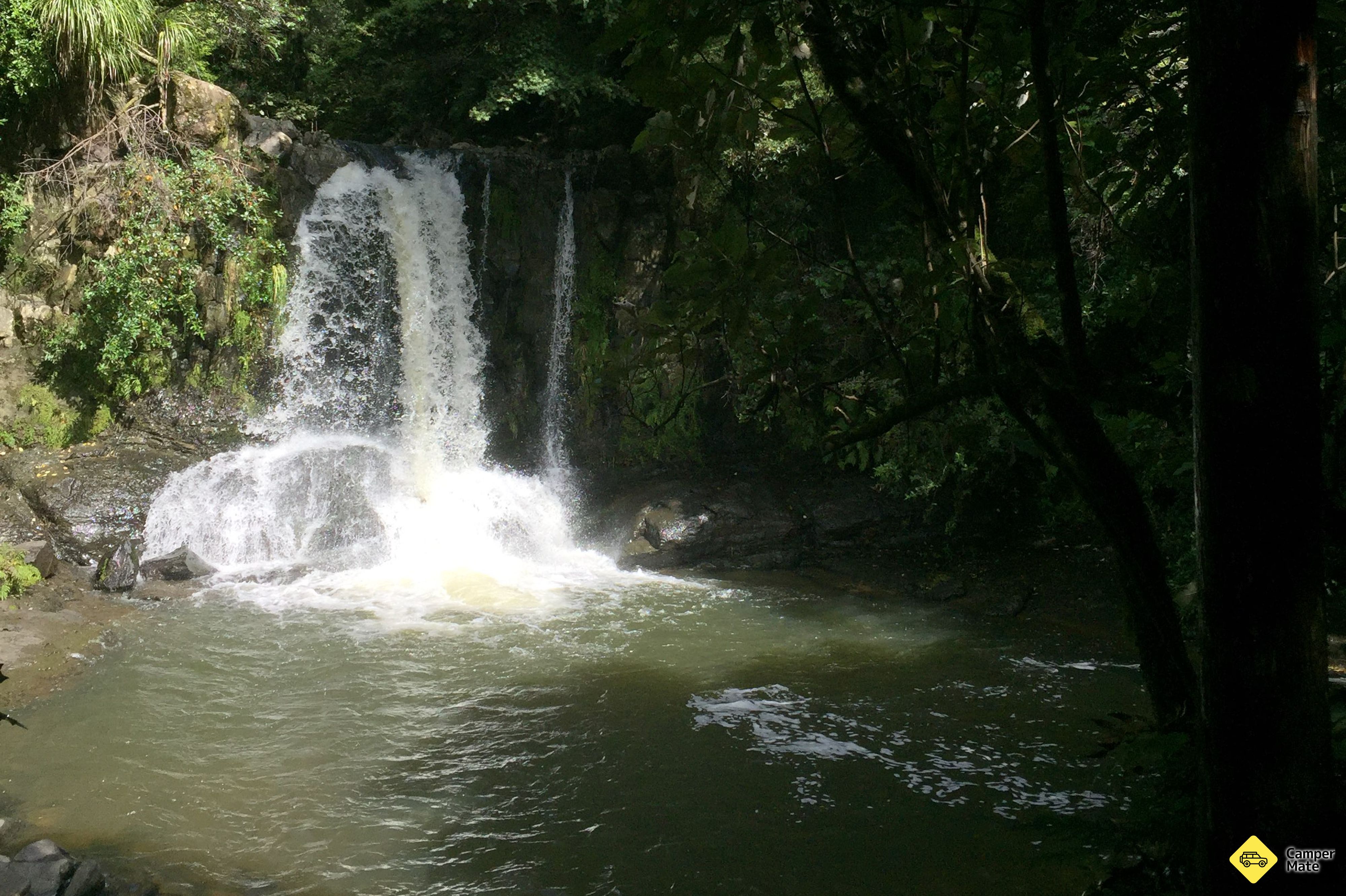 Waiau Falls and Kauri Grove Lookout Walk