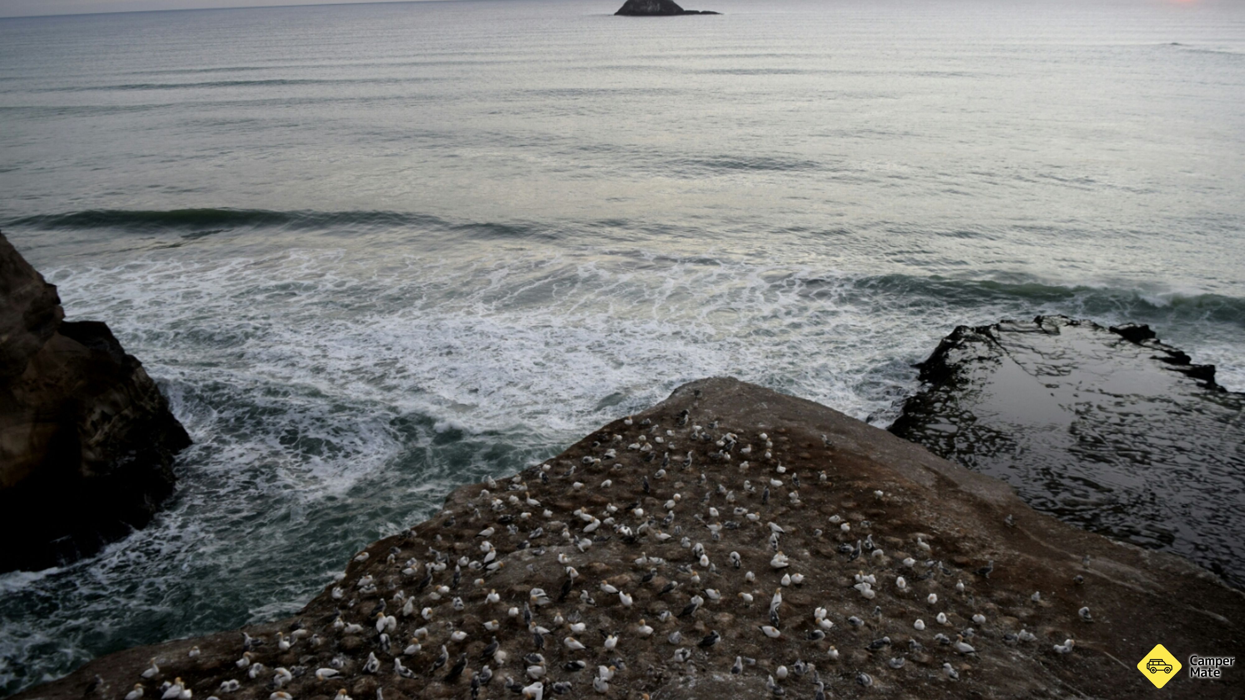 Muriwai Gannet Colony Point de vue