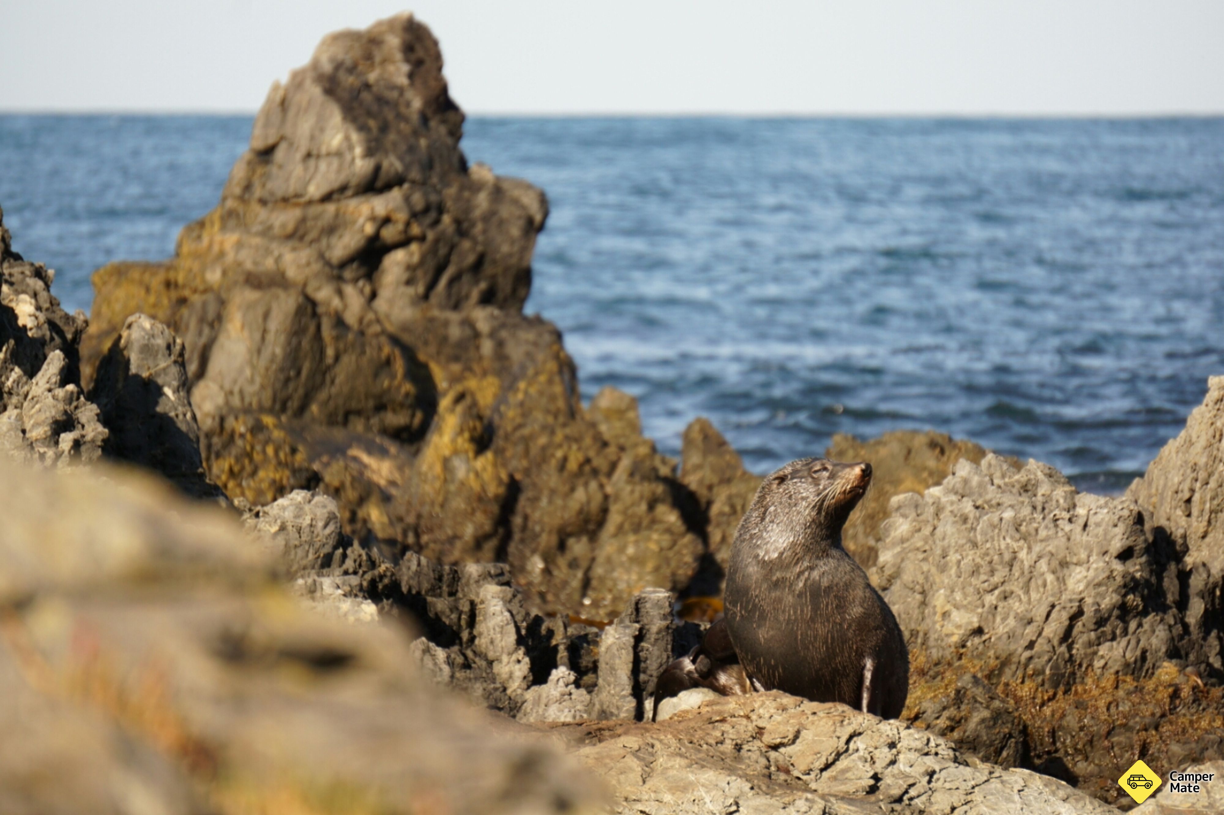 Red Rocks Seal Colony - Image 3