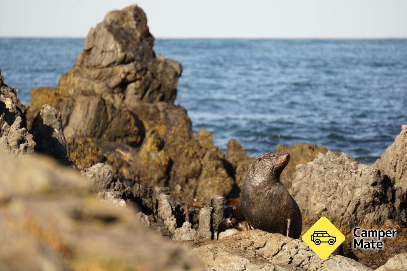 Red Rocks Seal Colony - Image 3