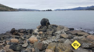 Colonie di Penguin & Seal