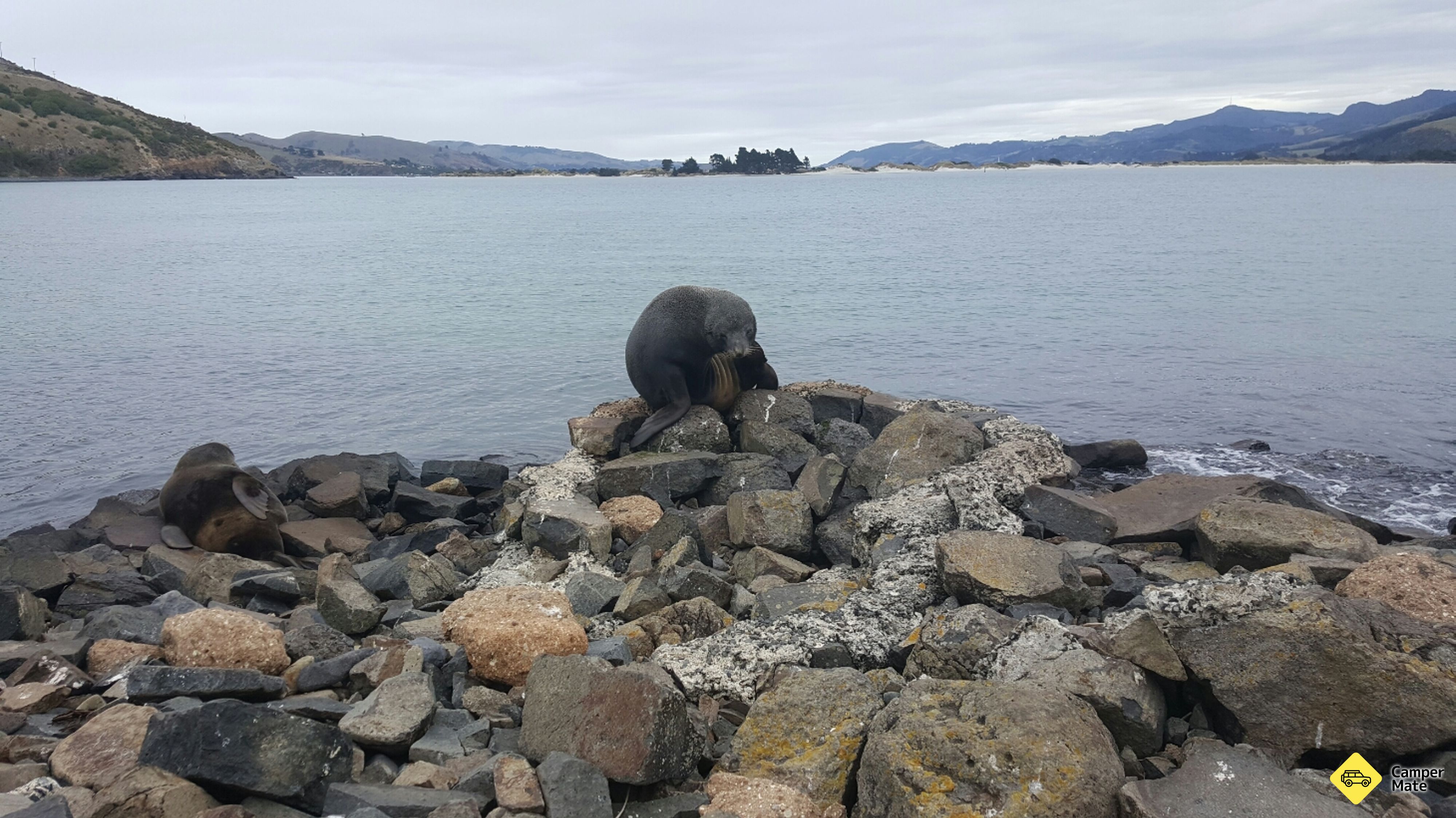 كاليفورنيا Penguin & Seal Colonies