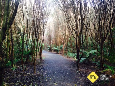 Lake Ngaroto Trail