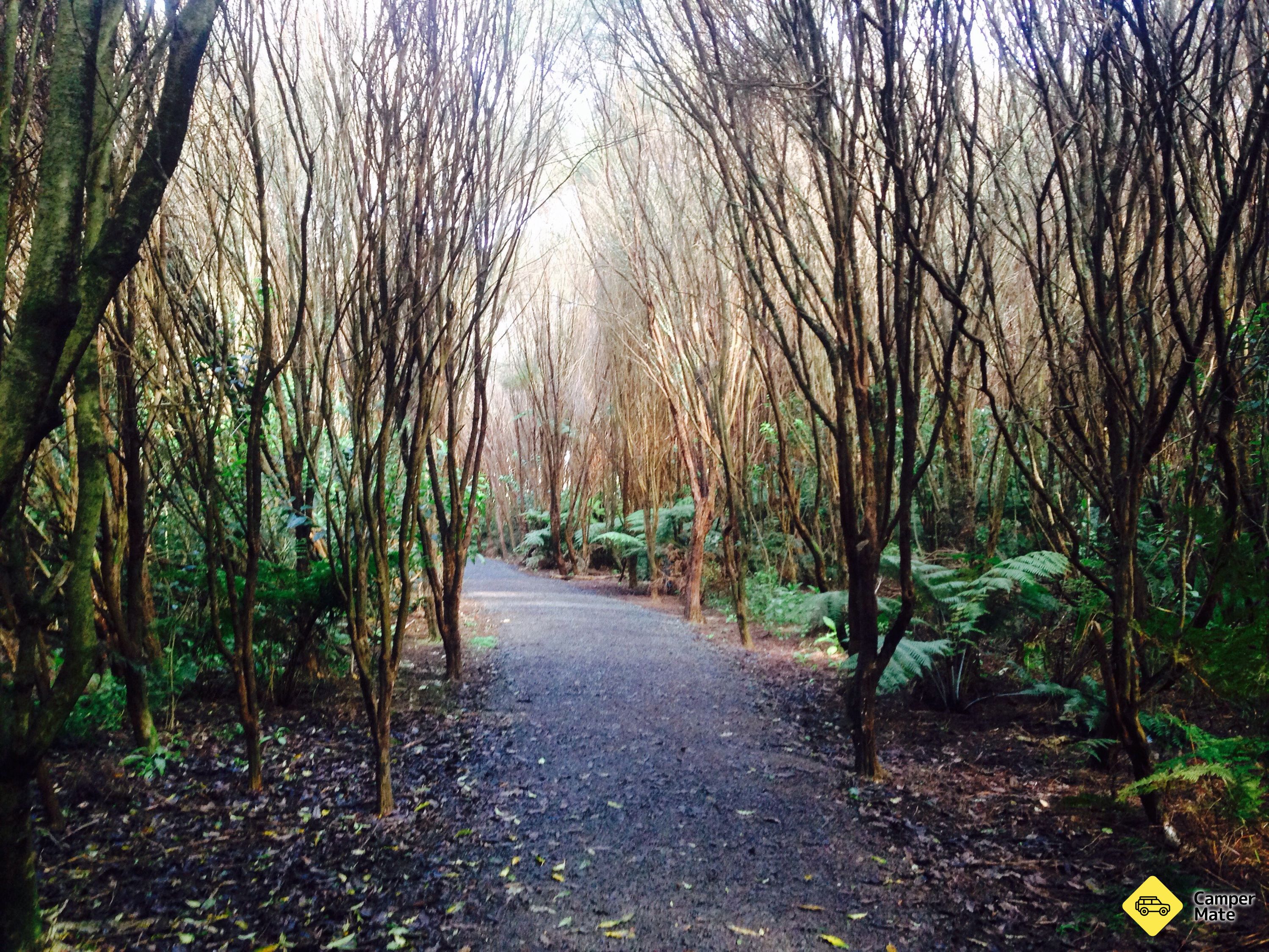 Lake Ngaroto Trail