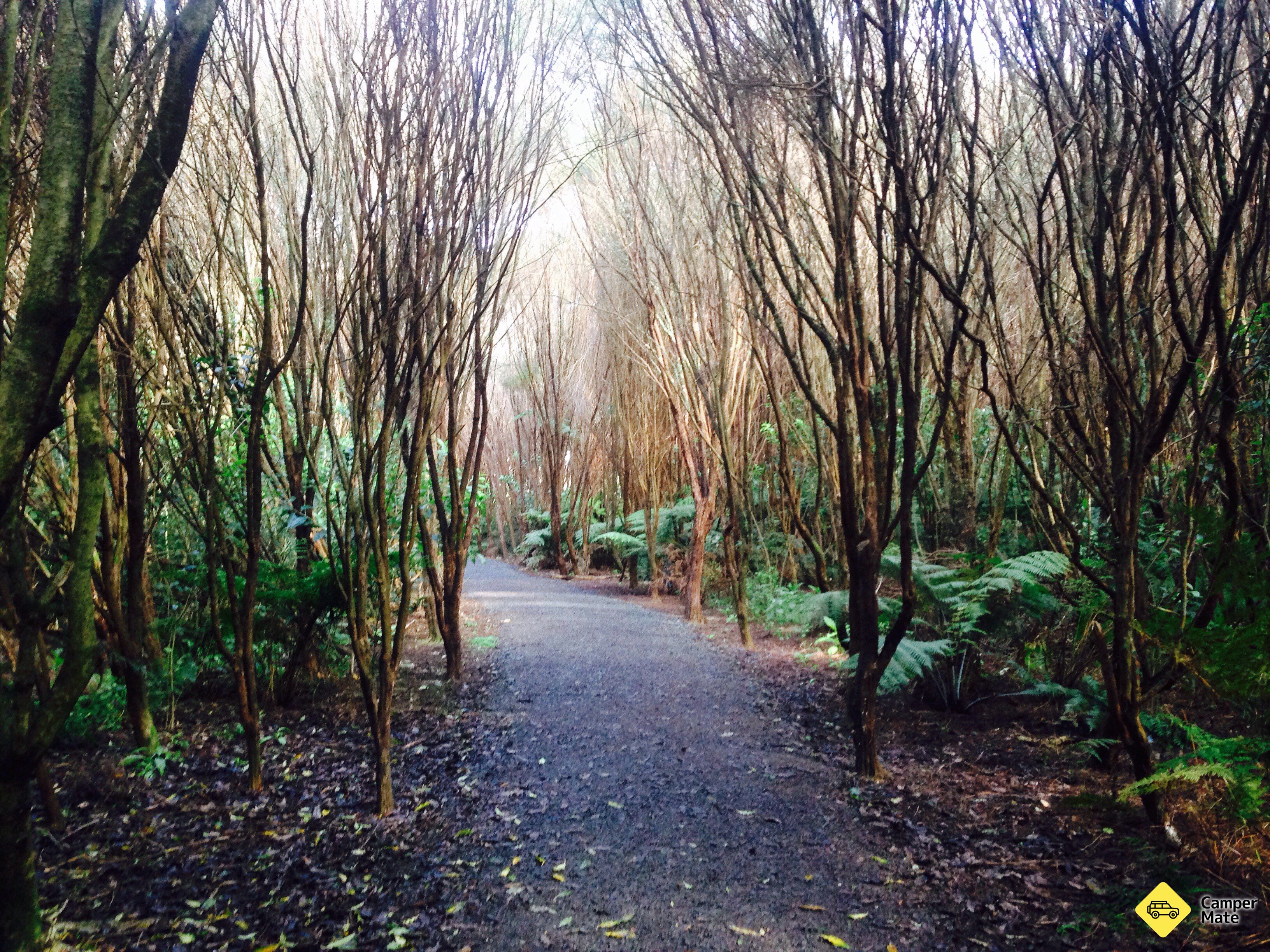 Lake Ngaroto Trail