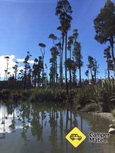 Kahikatea Forest