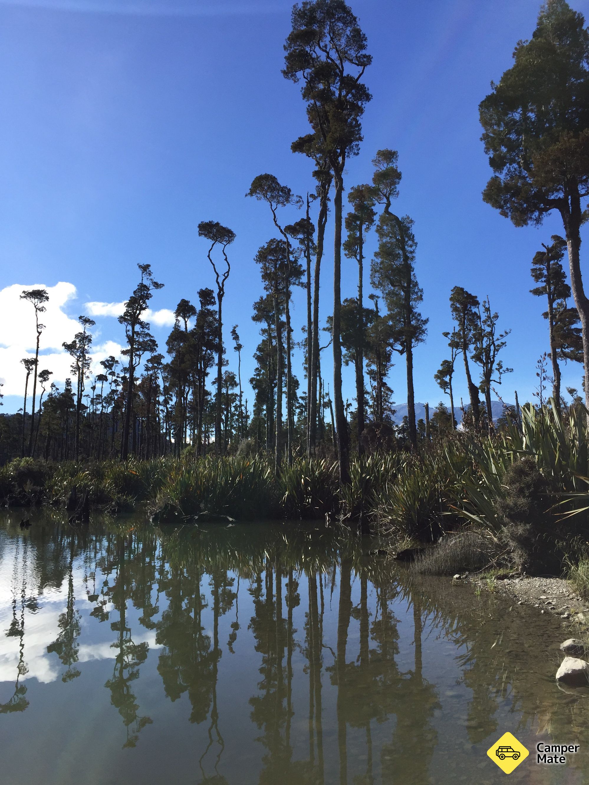 Kahikatea Forest