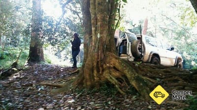 Coachwood Camping Area