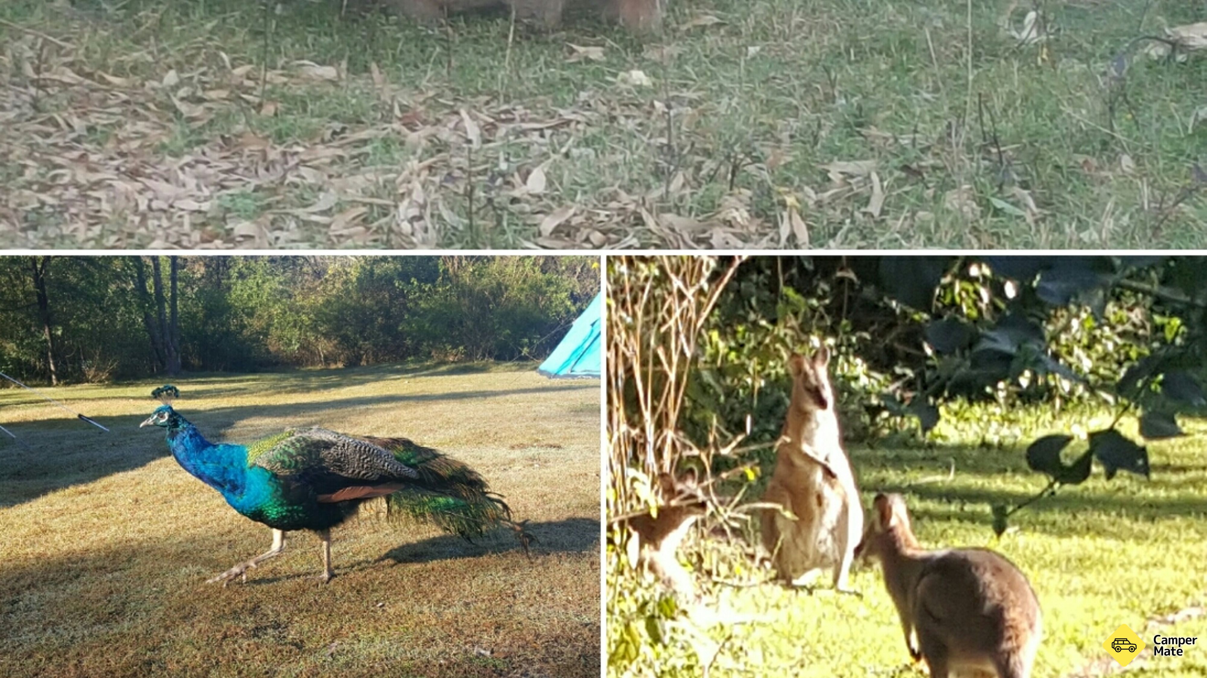 Coolendel Bush Camp photo 4