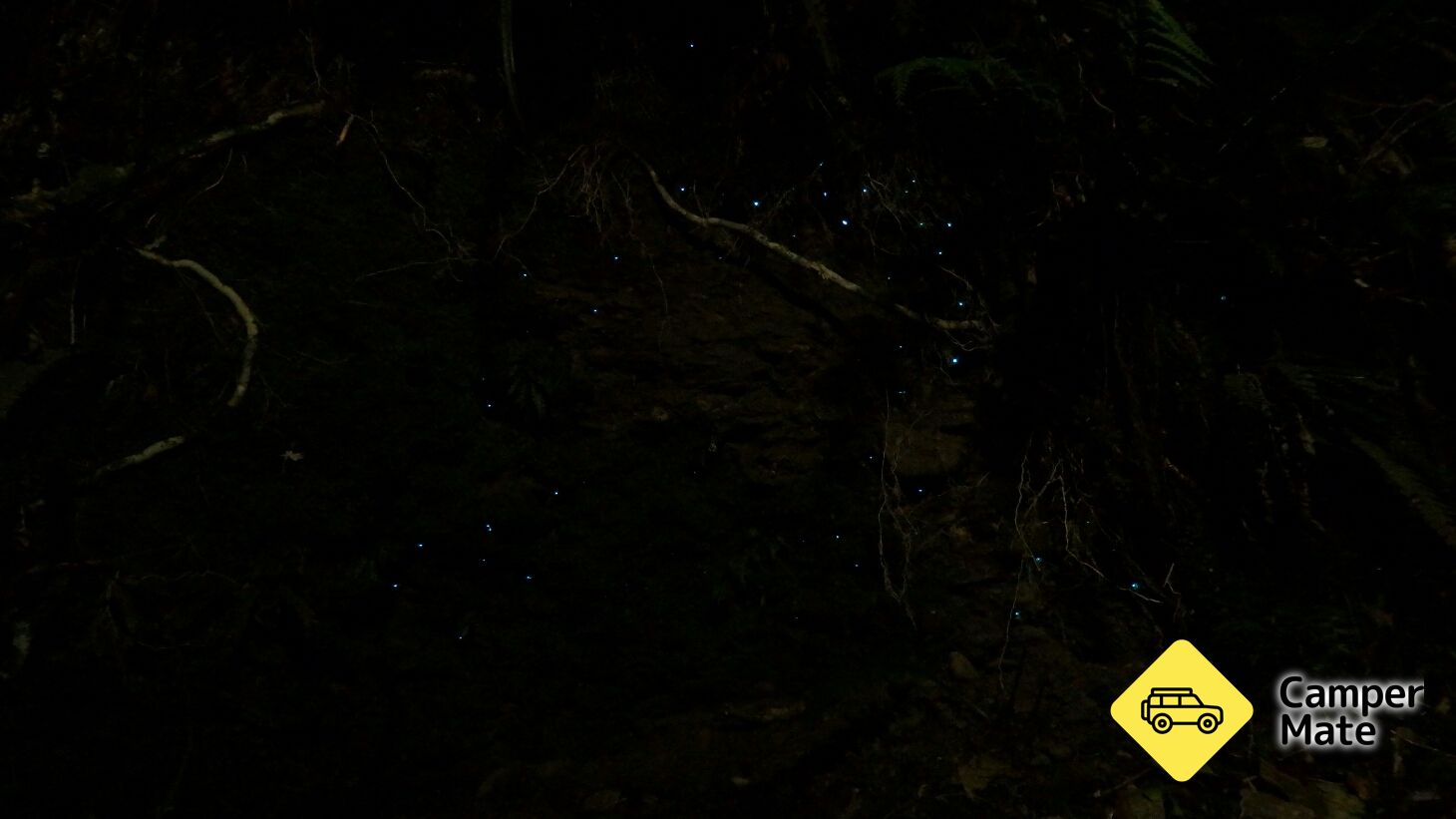 Hokitika Glow Worm Dell - Image 3
