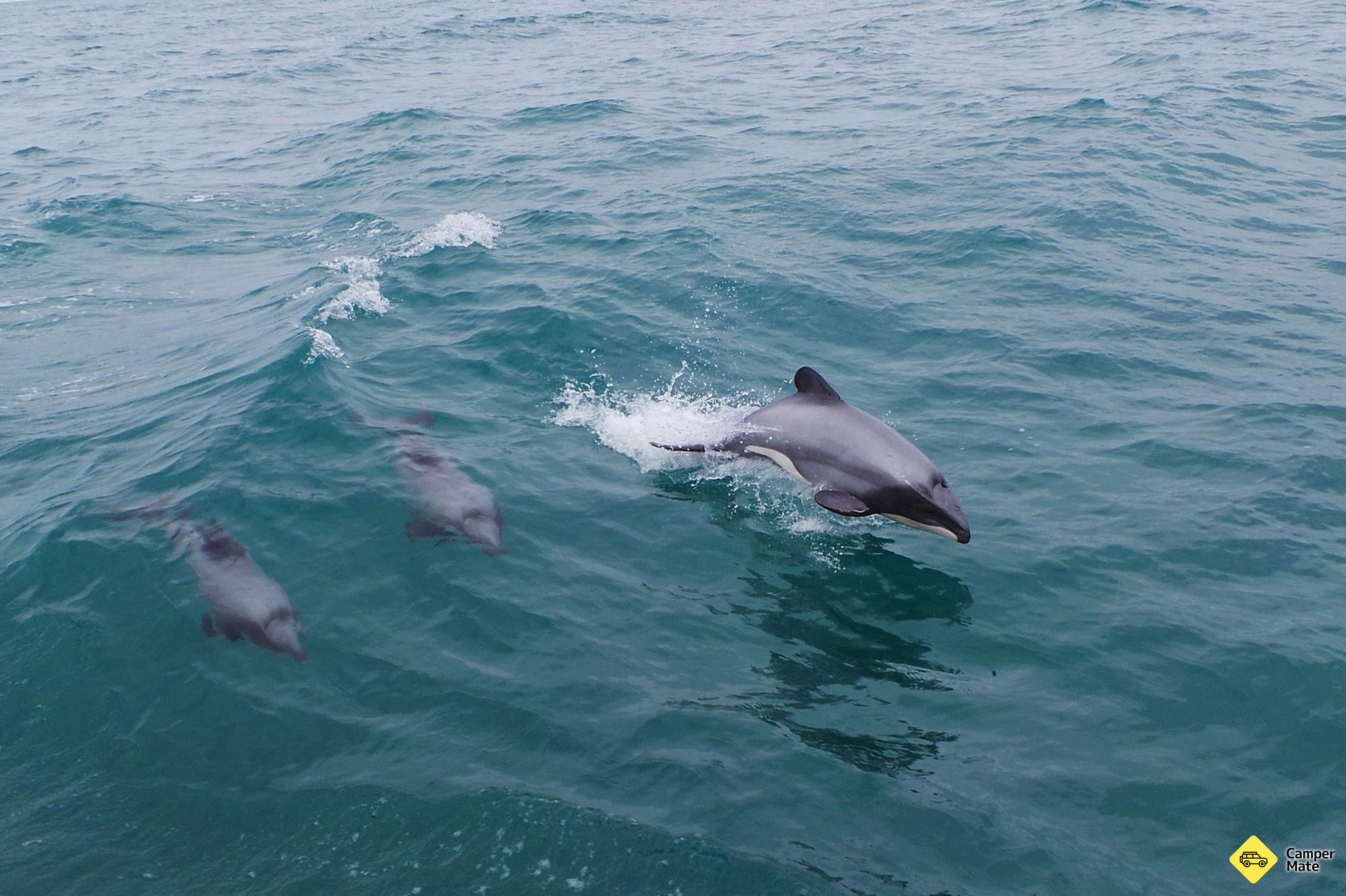Monarch Wildlife Cruises - Image 2