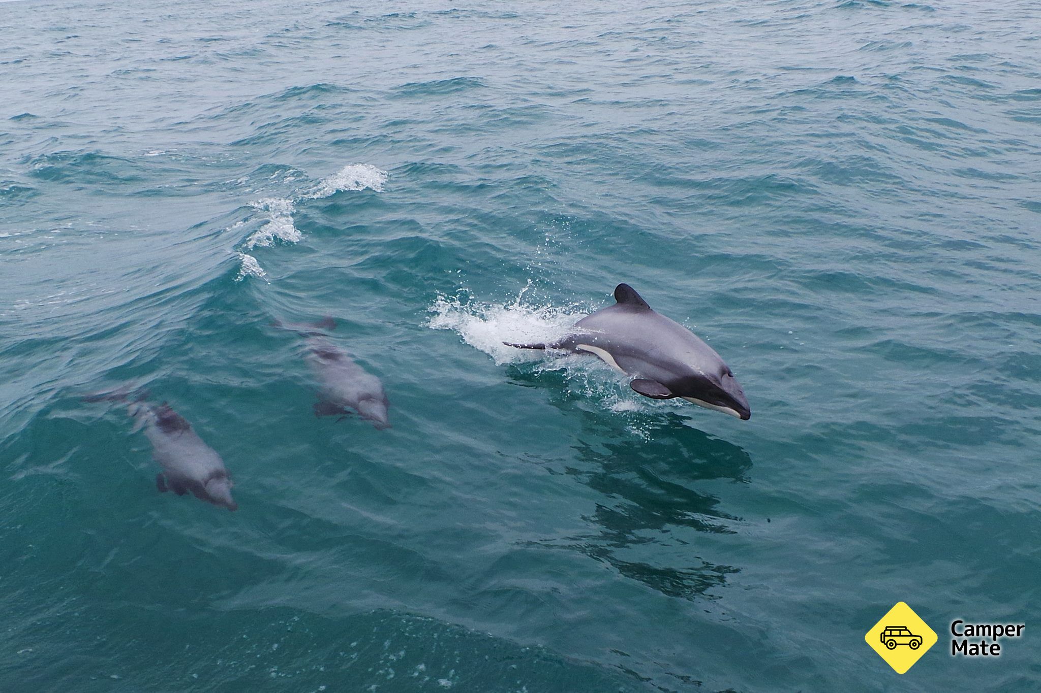 Monarch Wildlife Cruises - Image 2