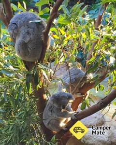 Blackbutt Reserve Wildlife 근처 오락거리
