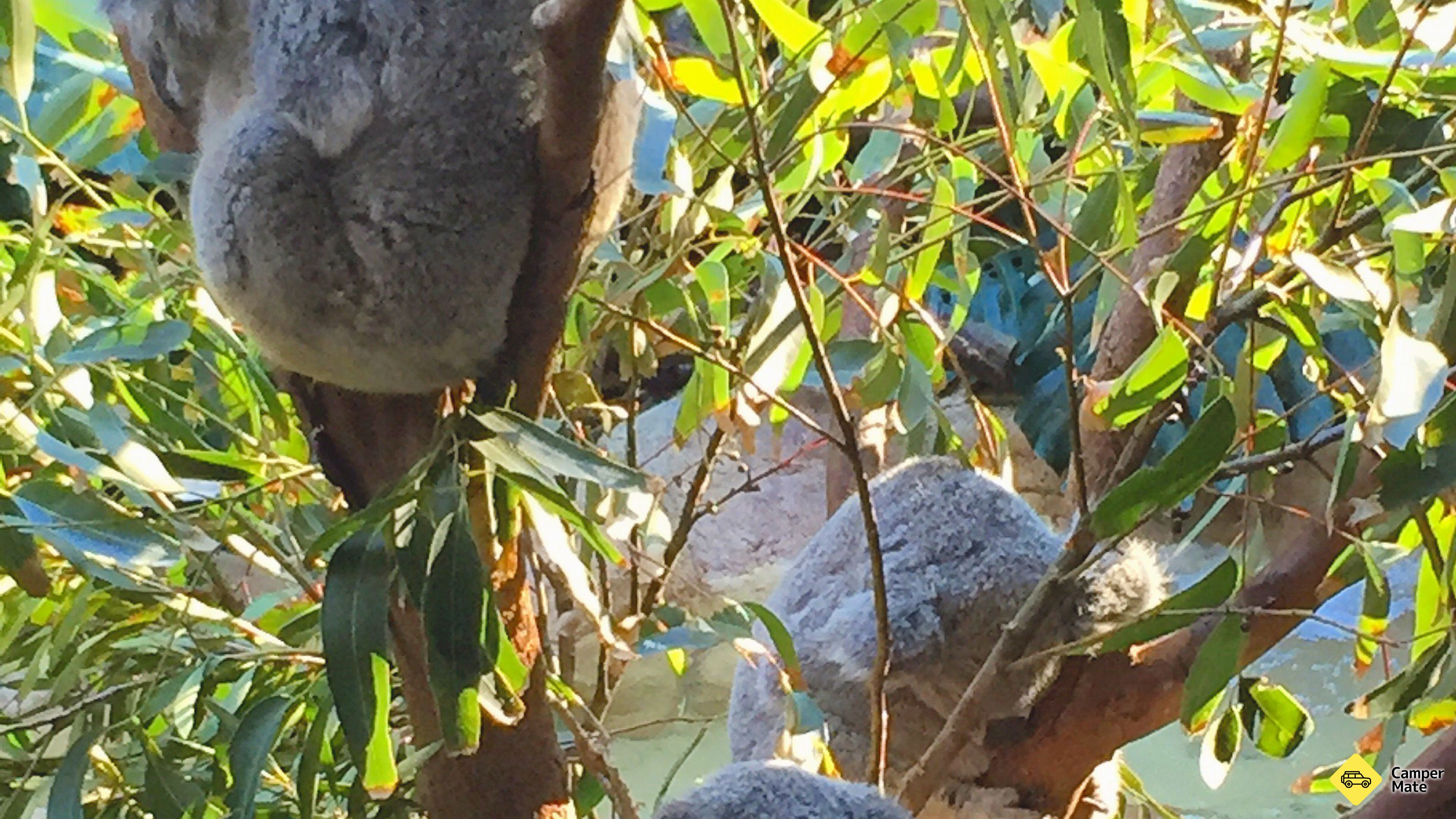 Blackbutt Reserve Wildlife 근처 오락거리