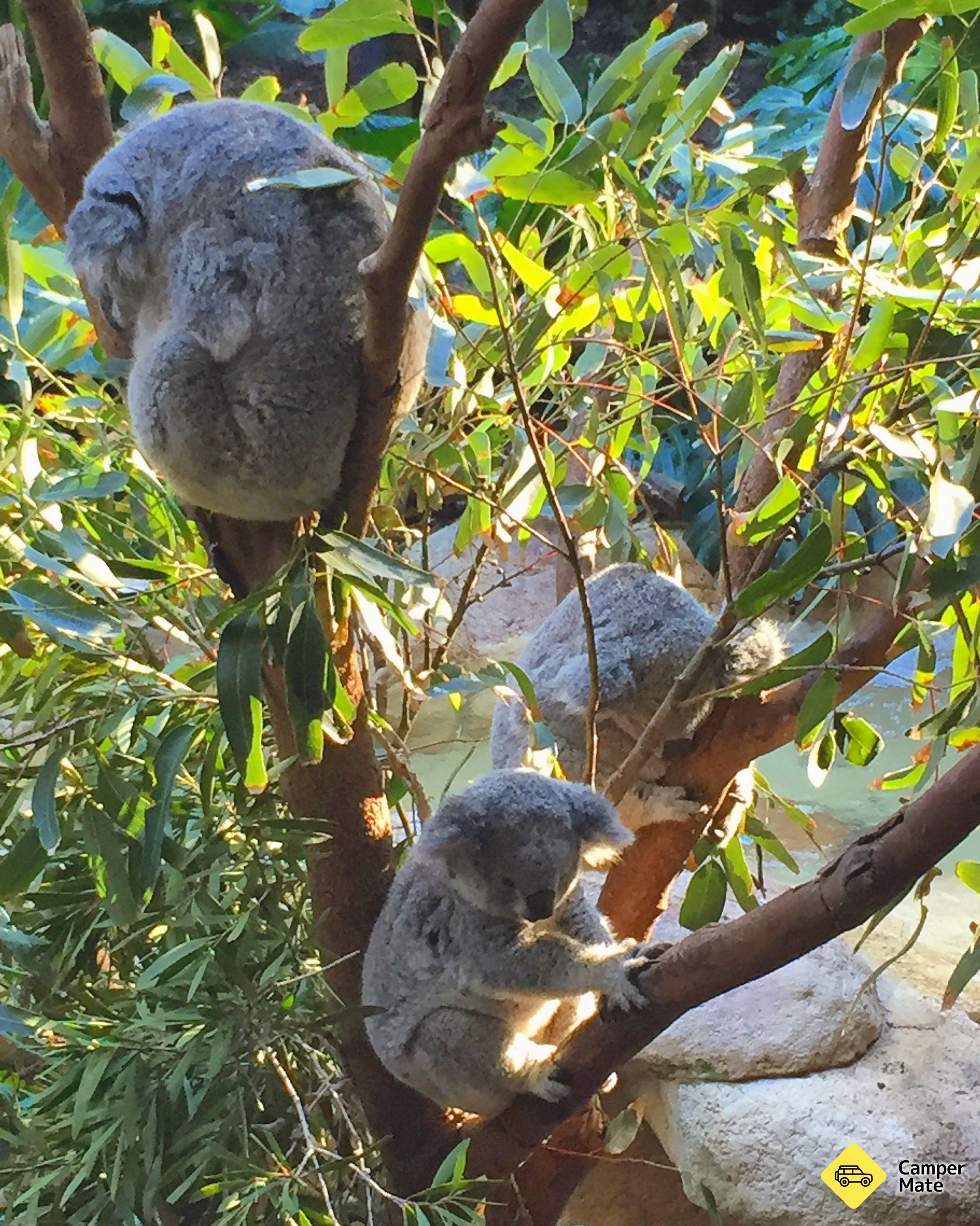 Blackbutt Reserve Wildlife 근처 오락거리
