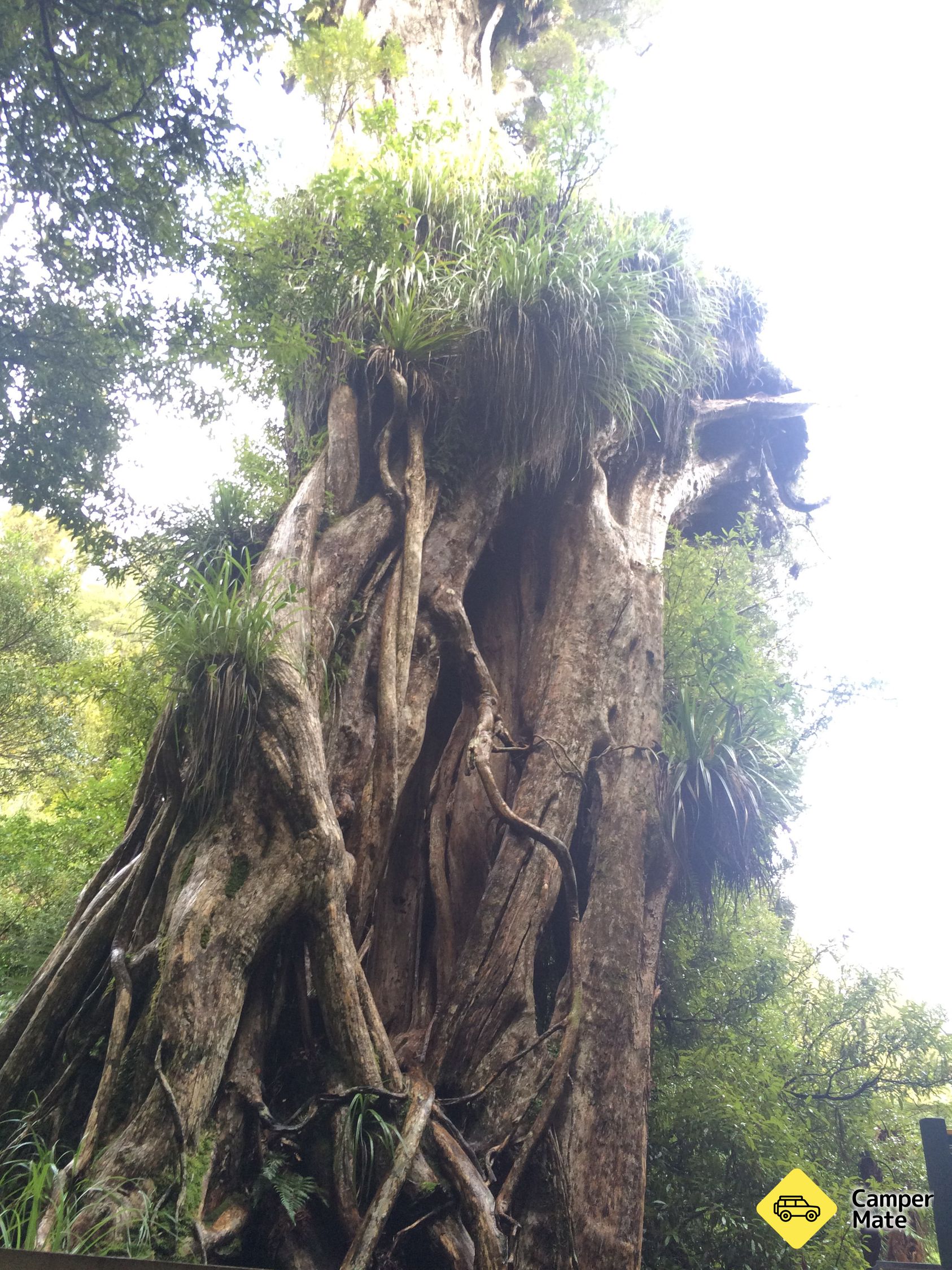 Ngamoko Track