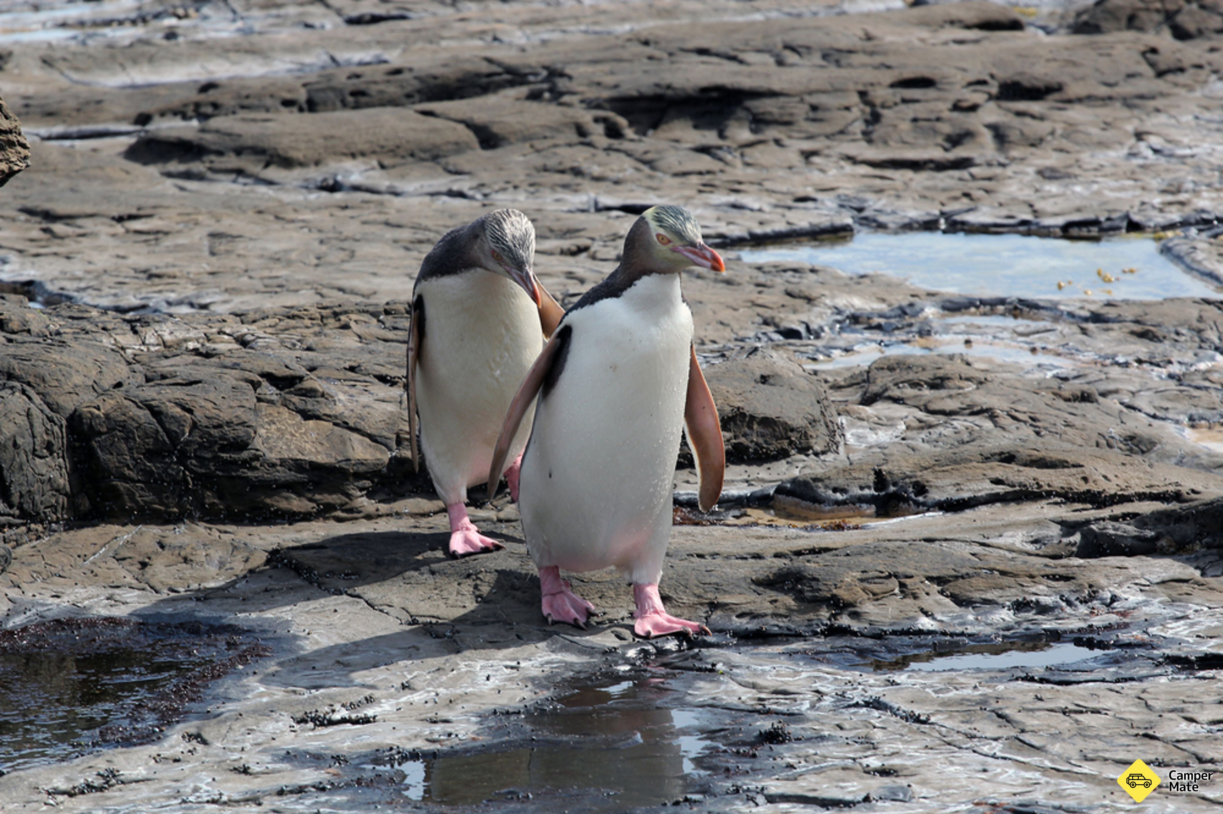 Petrified Forest and Penguin Walk(ペンギンウォーキング) - Image 2