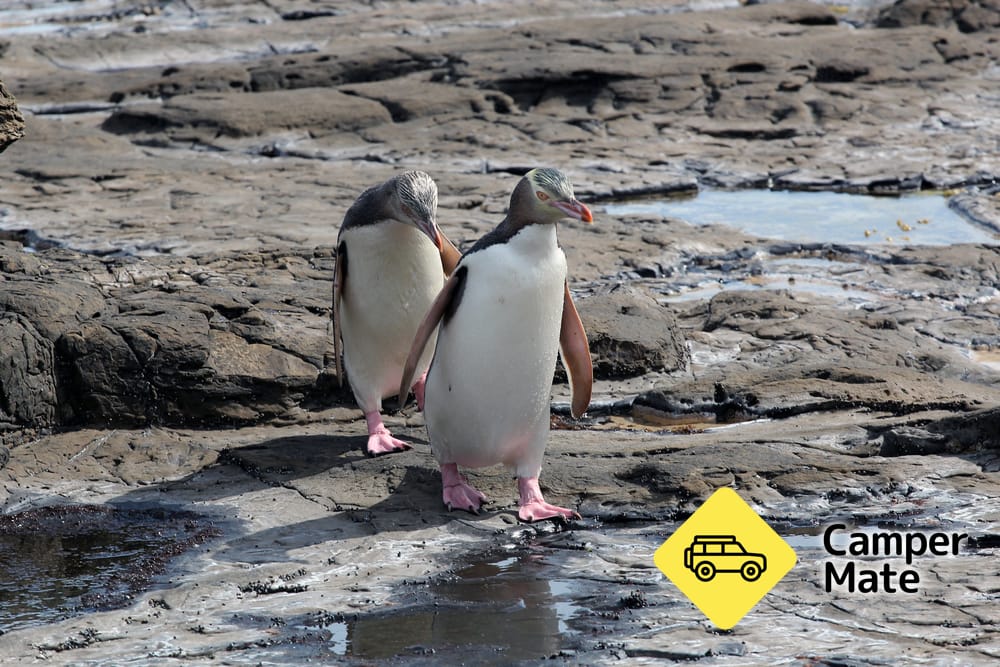 Petrified Forest and Penguin Walk - Image 2