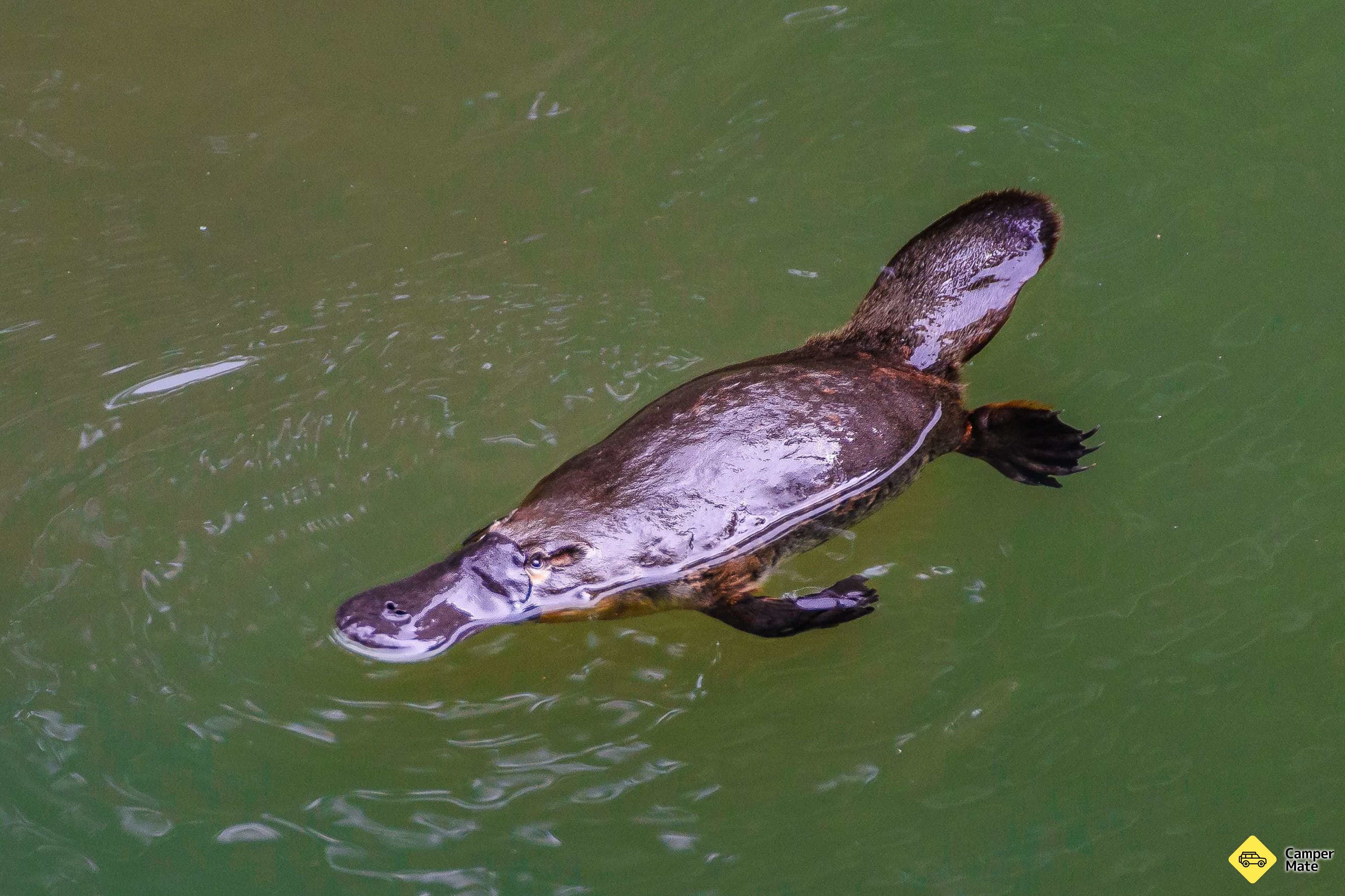 Platypus Viewpoint - Image 2