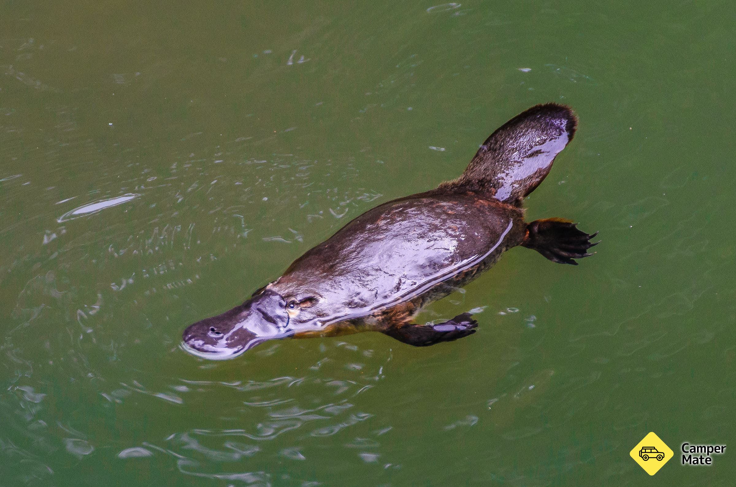 Platypus Viewpoint - Image 2