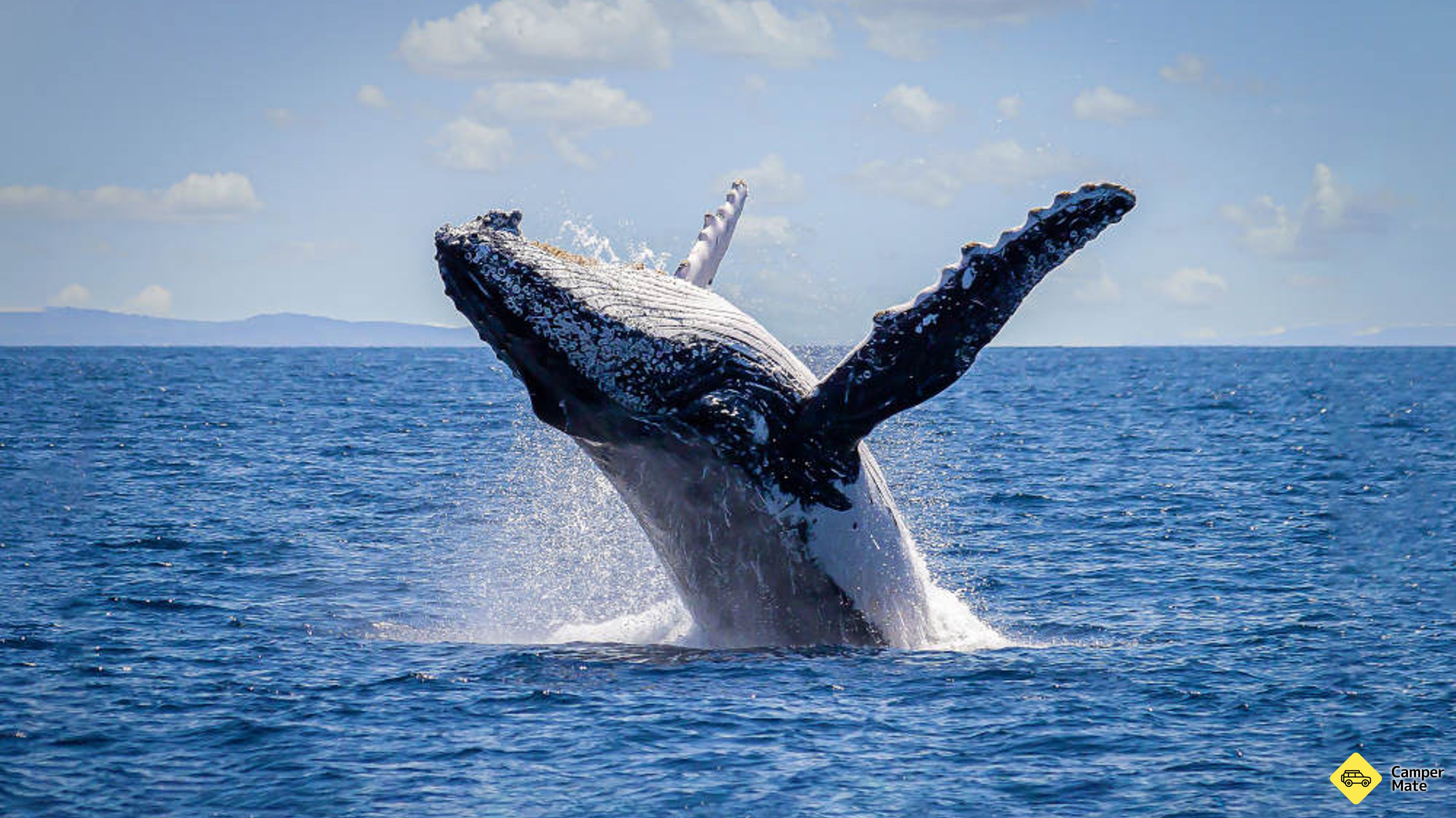 Sydney Whale Watching Cruise anzeigen