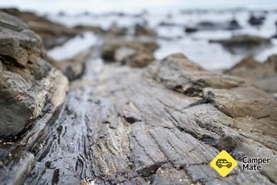 Petrified Forest and Penguin Walk