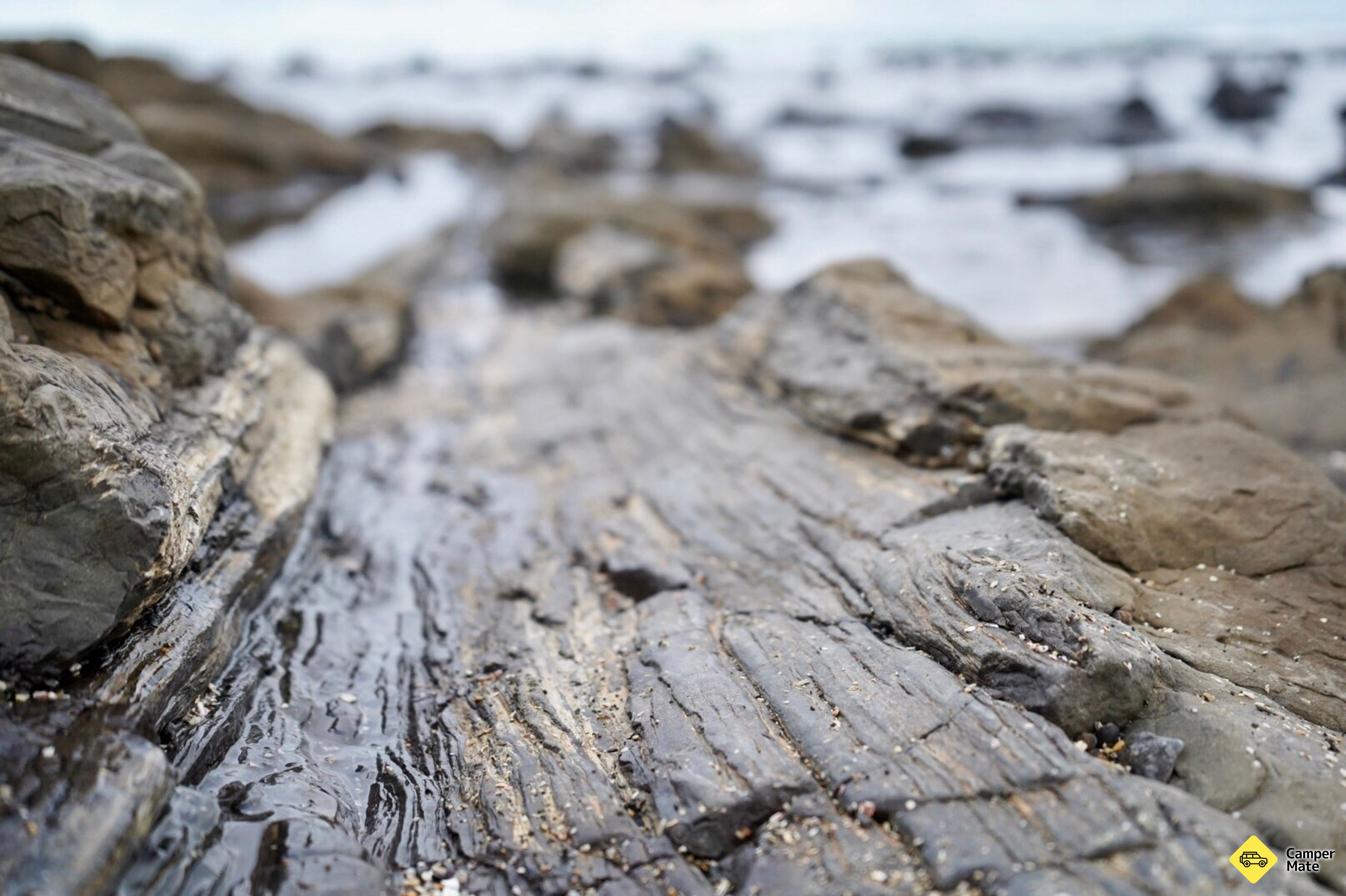 Petrified Forest and Penguin Walk