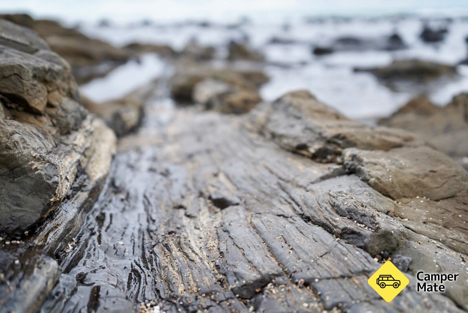 Petrified Forest and Penguin Walk