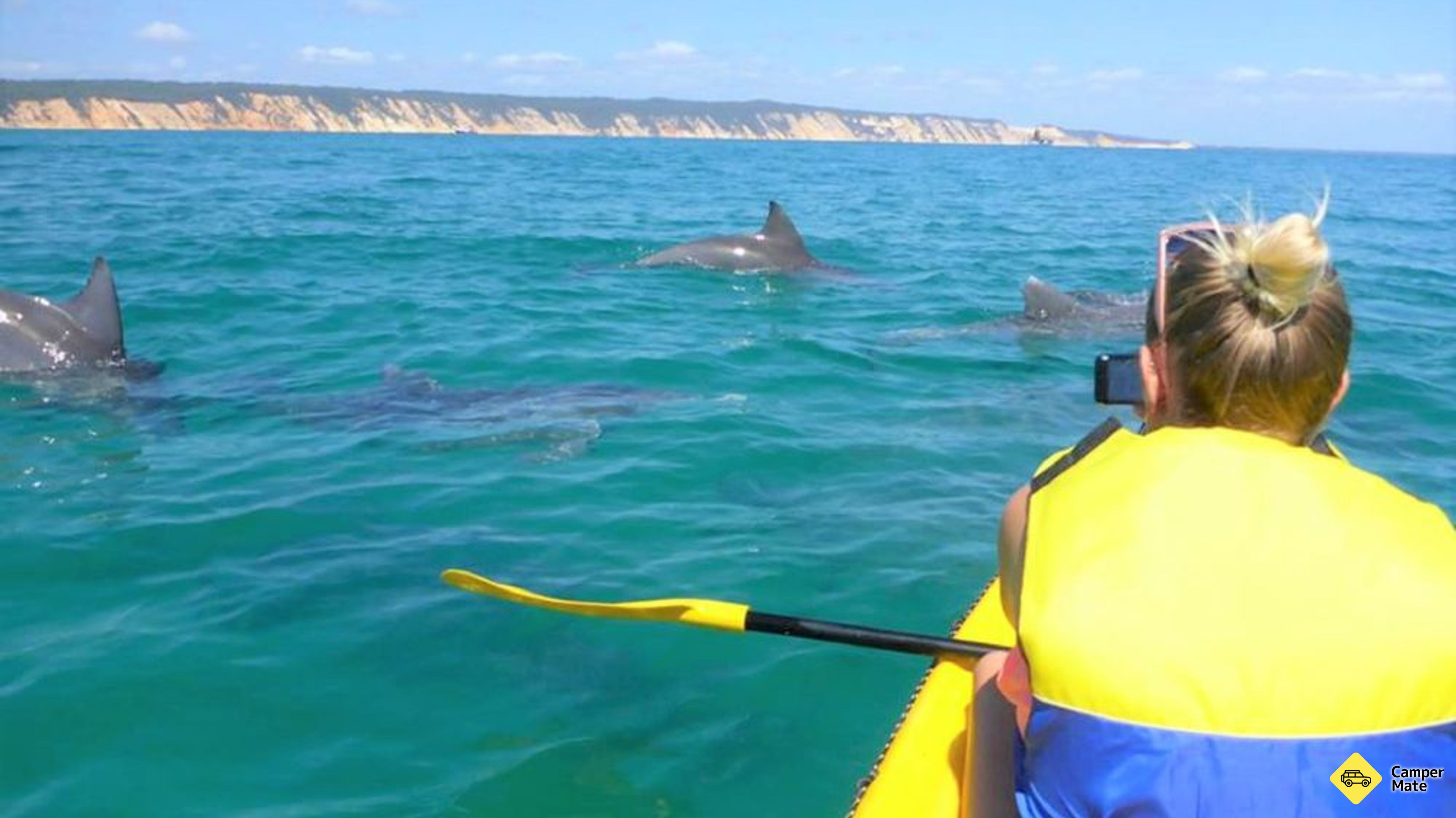 Excursão Noosa Dolphin View Kayak