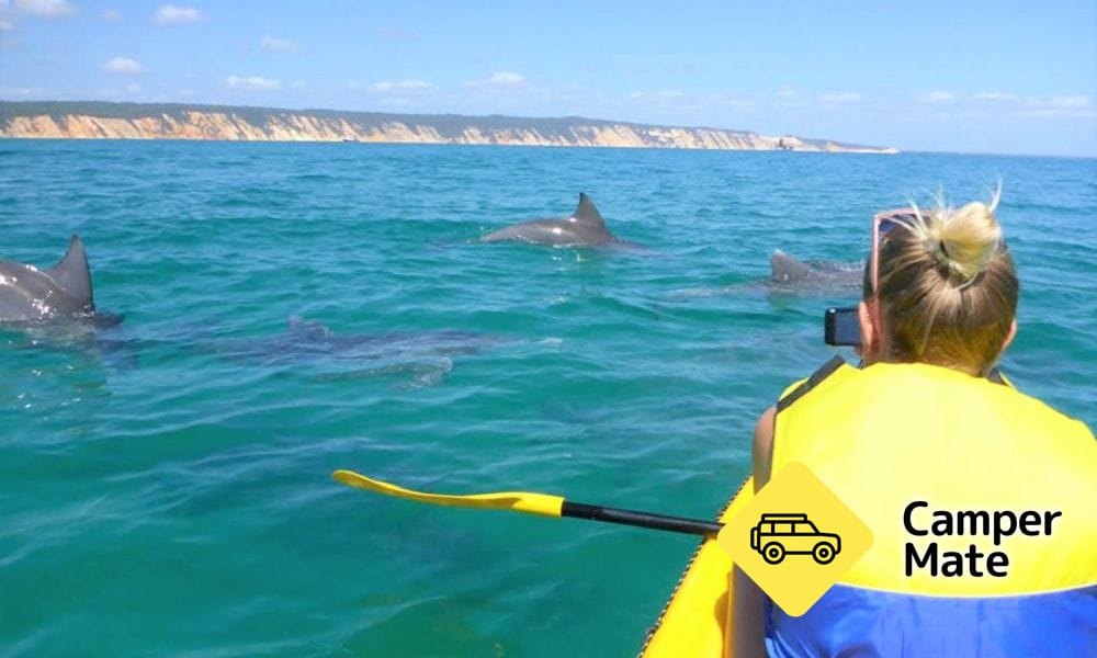 Noosa Dolphin View Kayak Tour