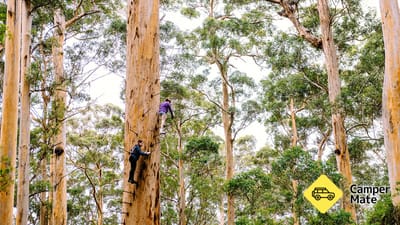 Dave Evans Bicentennial Tree