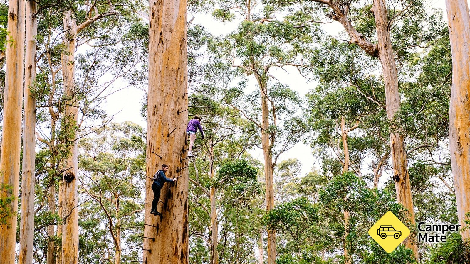 Dave Evans Bicentennial Tree