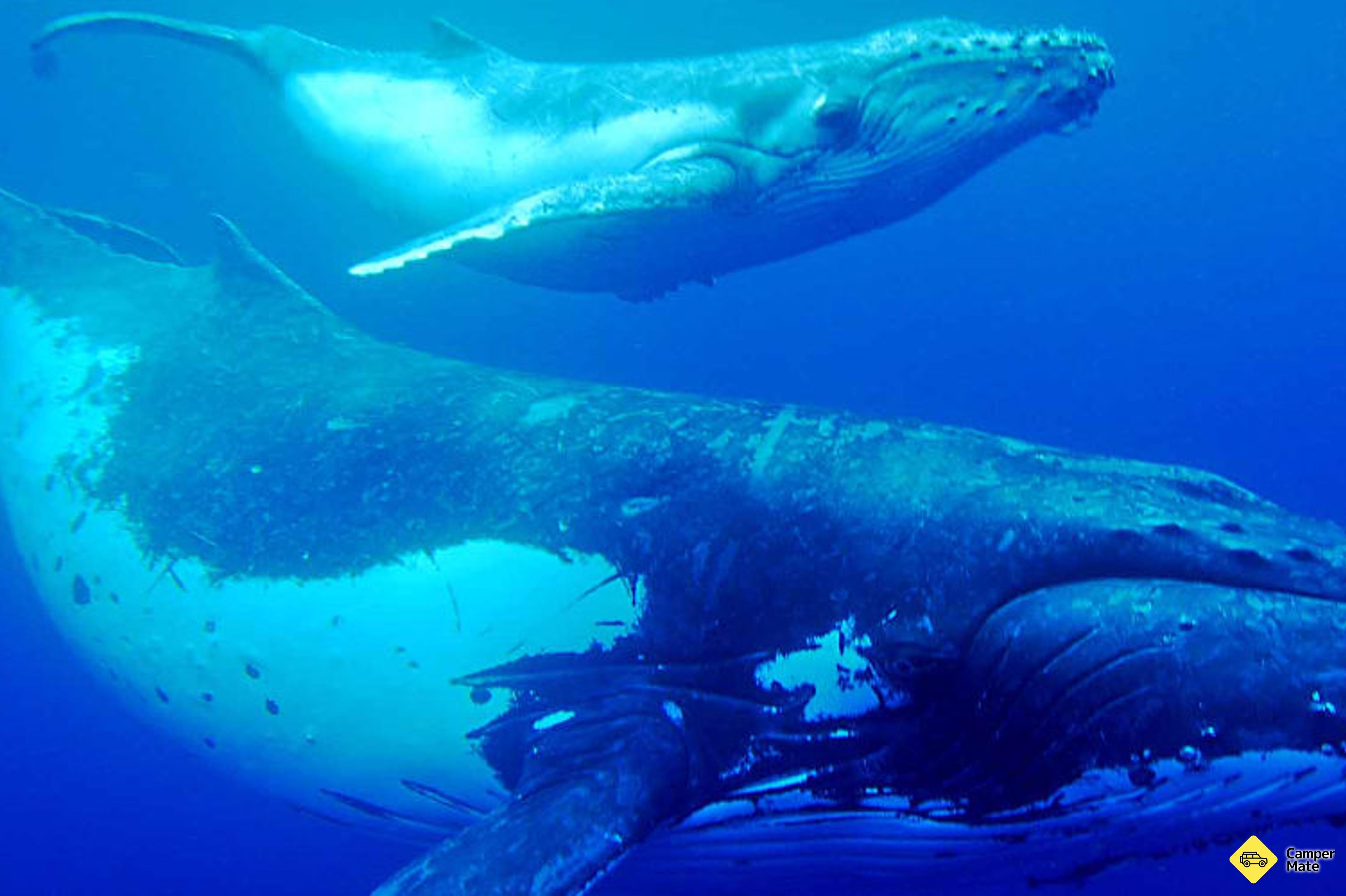 Hervey Bay Half Day Whale Watching Cruise yakınlarında yapılacak şeyler - Image 2
