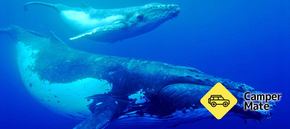 Hervey Bay Half Day Whale Watching Cruise - Image 2