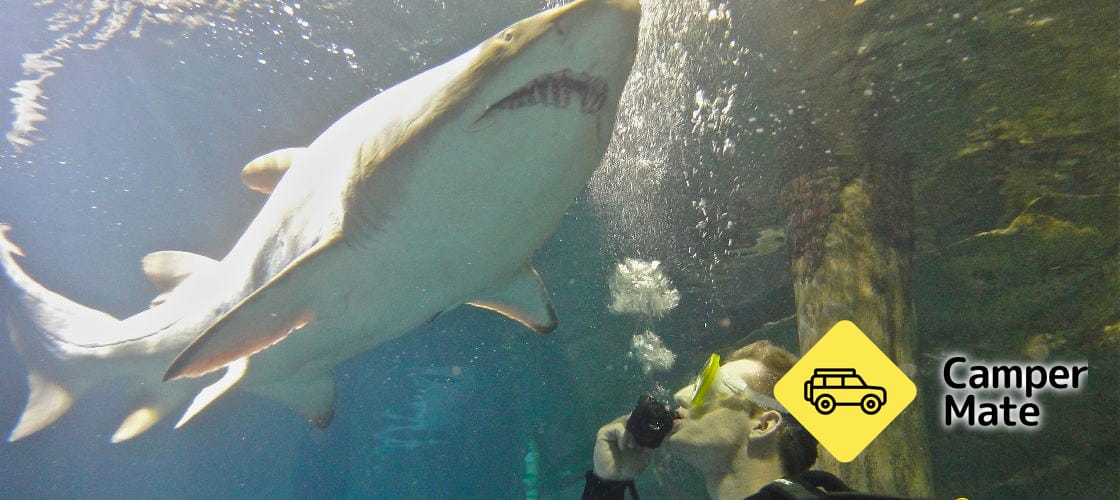 SEA LIFE Sydney Aquarium and Shark Dive yakınlarında yapılacak şeyler - Image 3