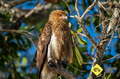 Old Hollett Road - Noosa Bird Trail Stop #29