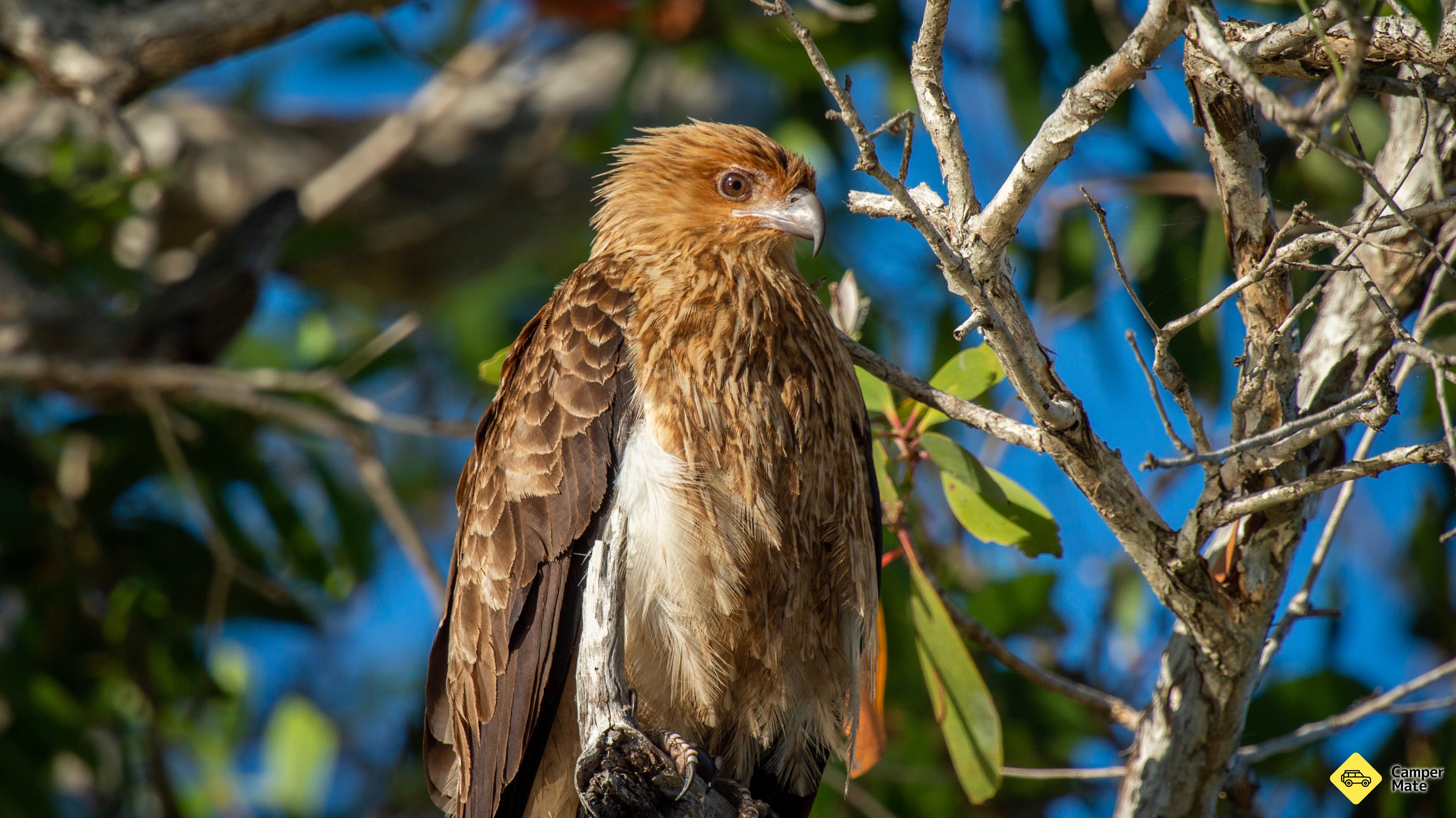 Old Hollett Road - Noosa Bird Trail Stop #29