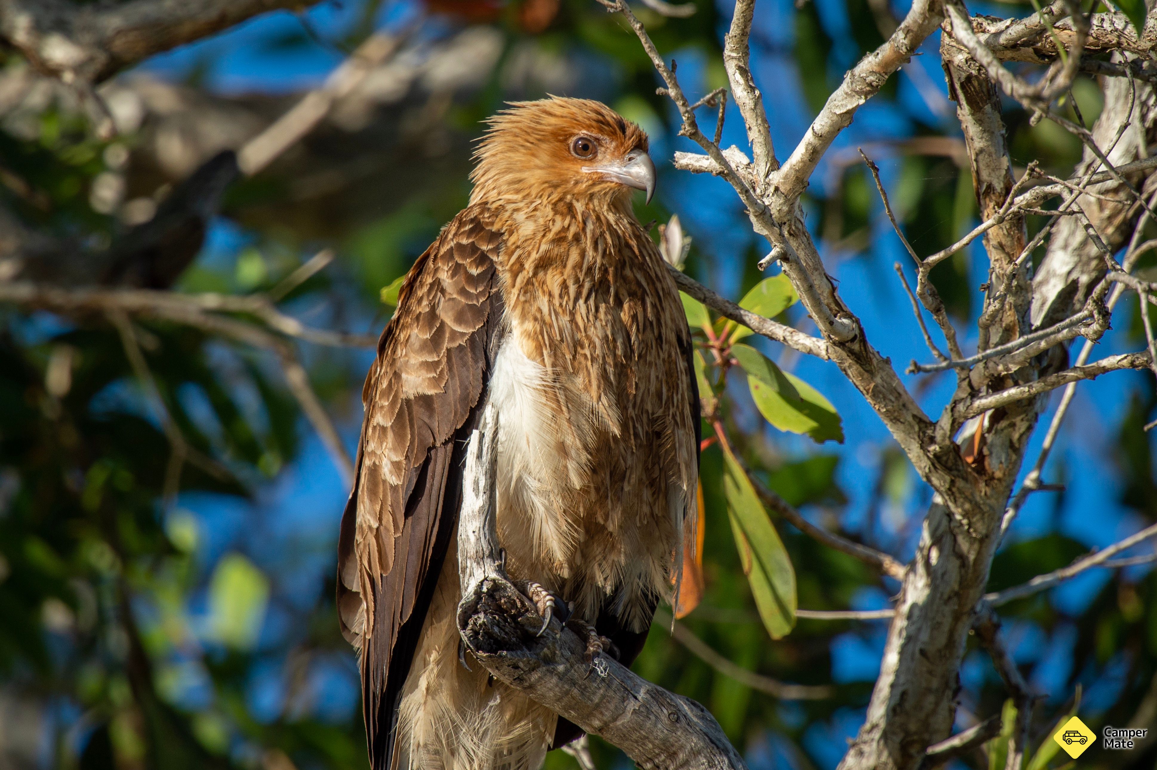 Old Hollett Road - Noosa Bird Trail Stop #29