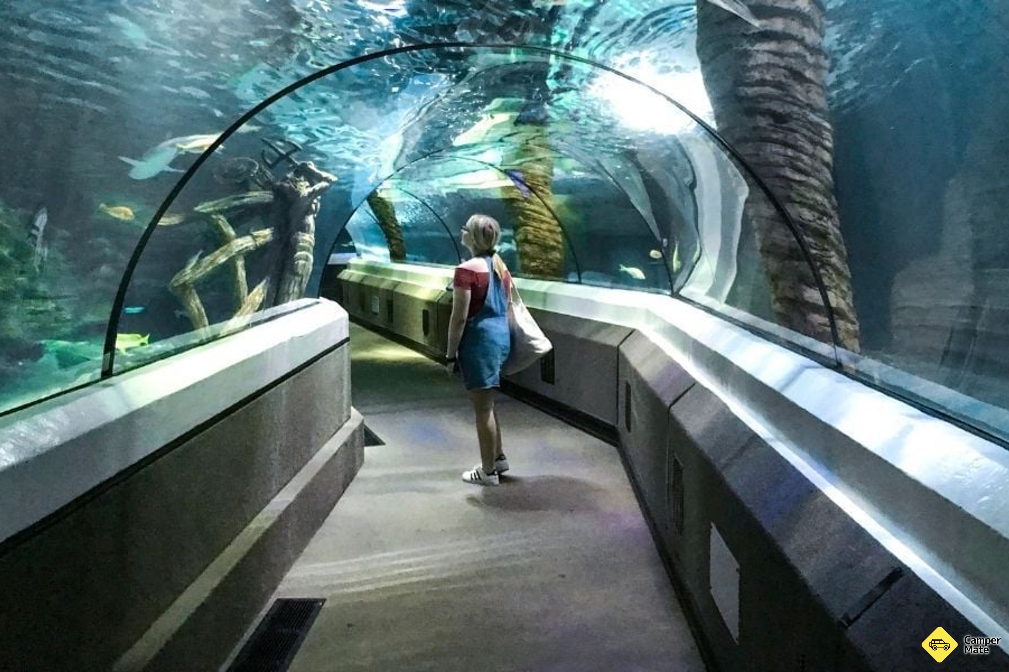 O que fazer em Sea Life Sunshine Coast