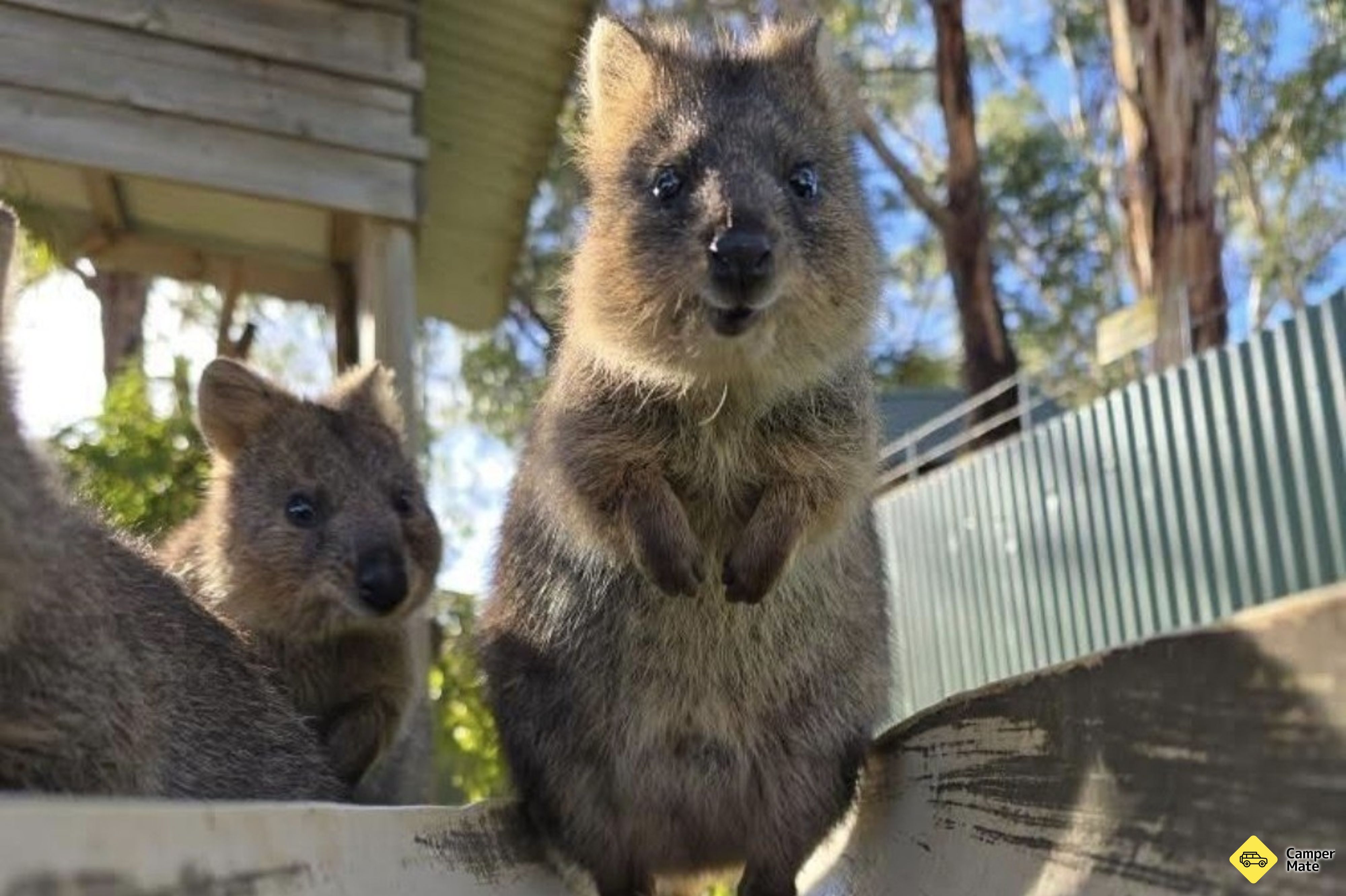 Maru Koala और पशु पार्क - Image 2