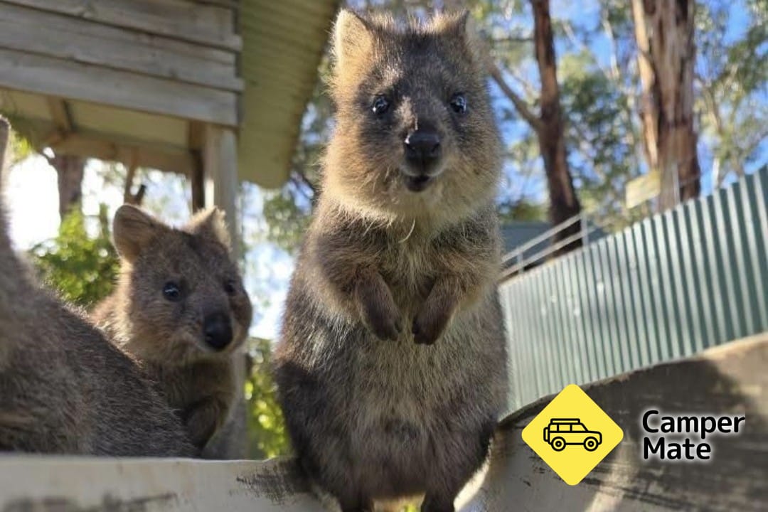 Maru Koala and Animal Park - Image 2