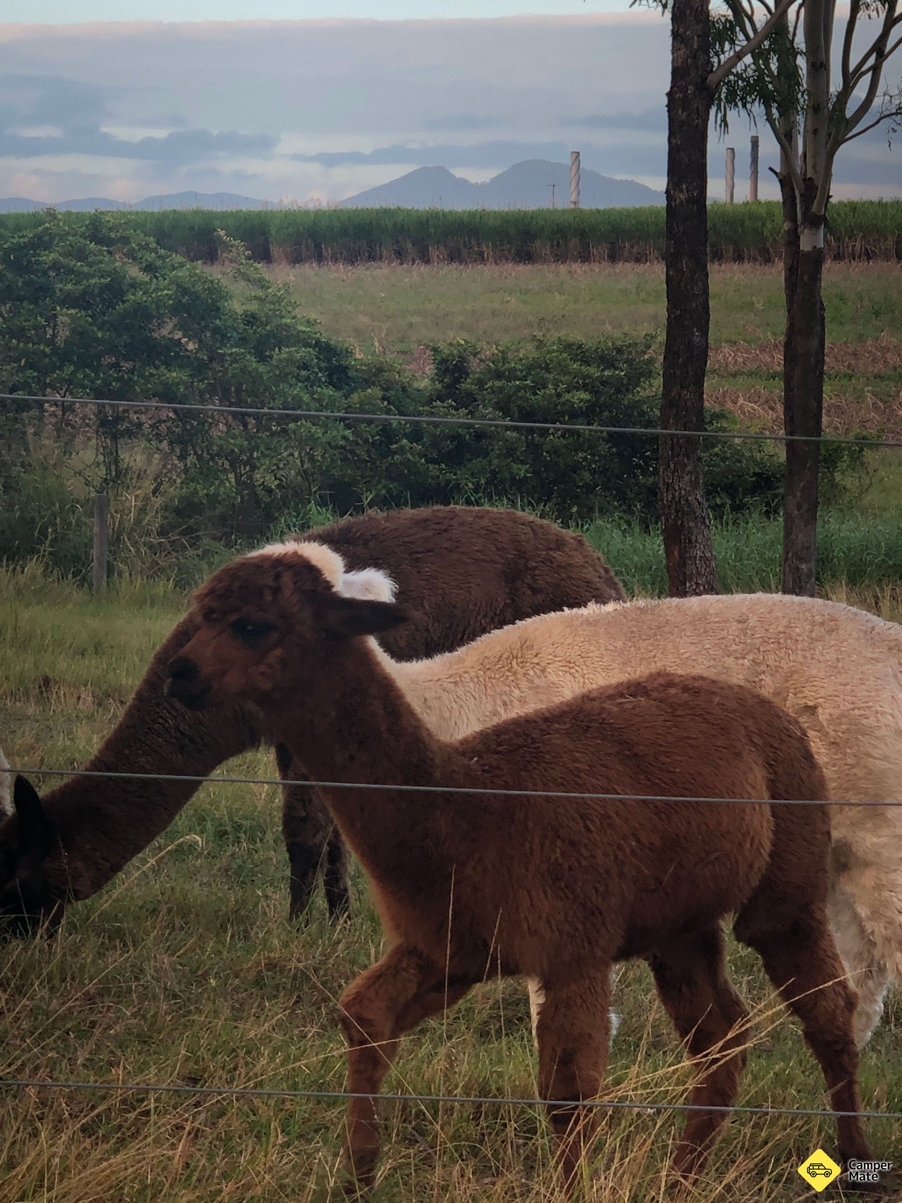 Jarravale Alpacas & Miniature Animal Farm - Image 2