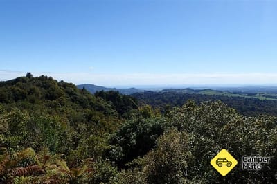 Otanewainuku Lookout Track