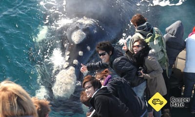Dunsborough Whale Watching Cruise के बारे में राय