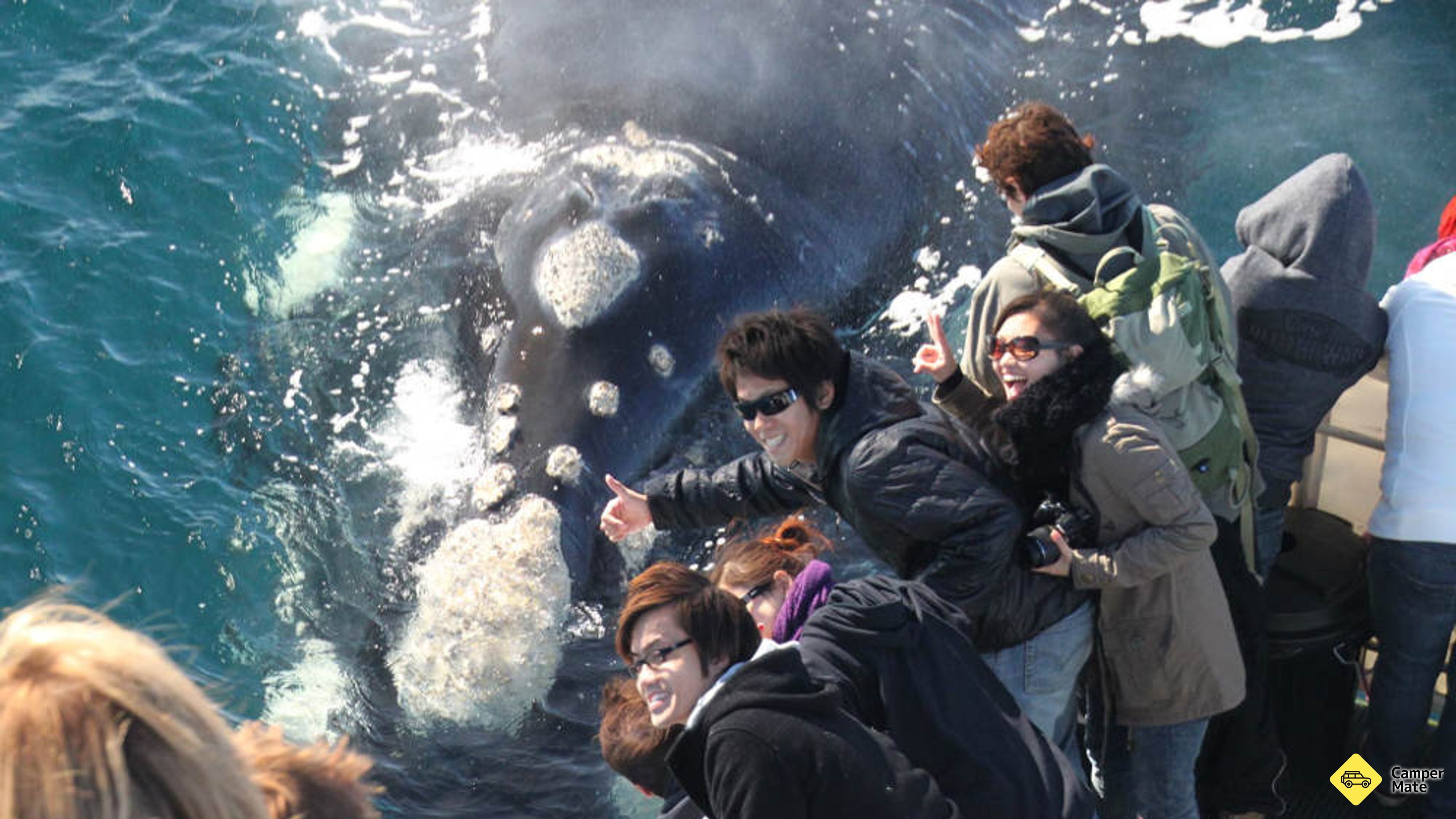 Dunsborough Whale Watching Cruise के बारे में राय
