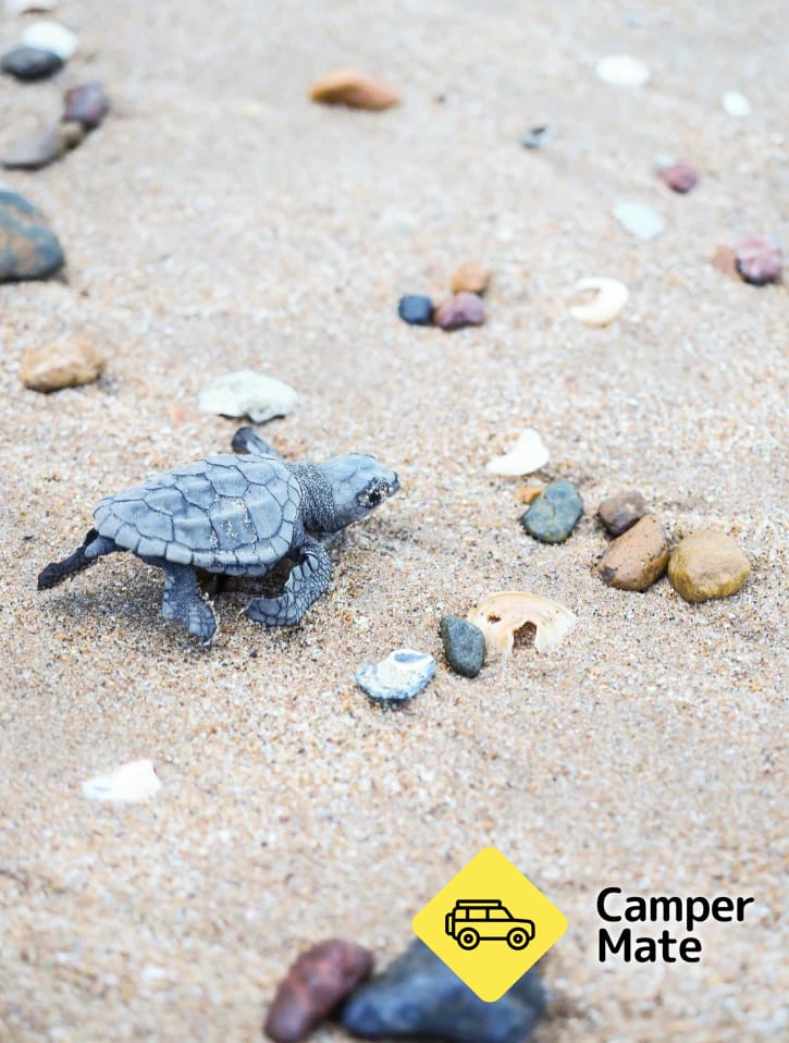 Activiteiten in de omgeving van Turtle Sands Nature Resort - Image 2