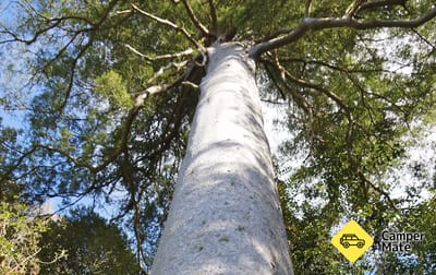 Rangiwahia Bush Reserve