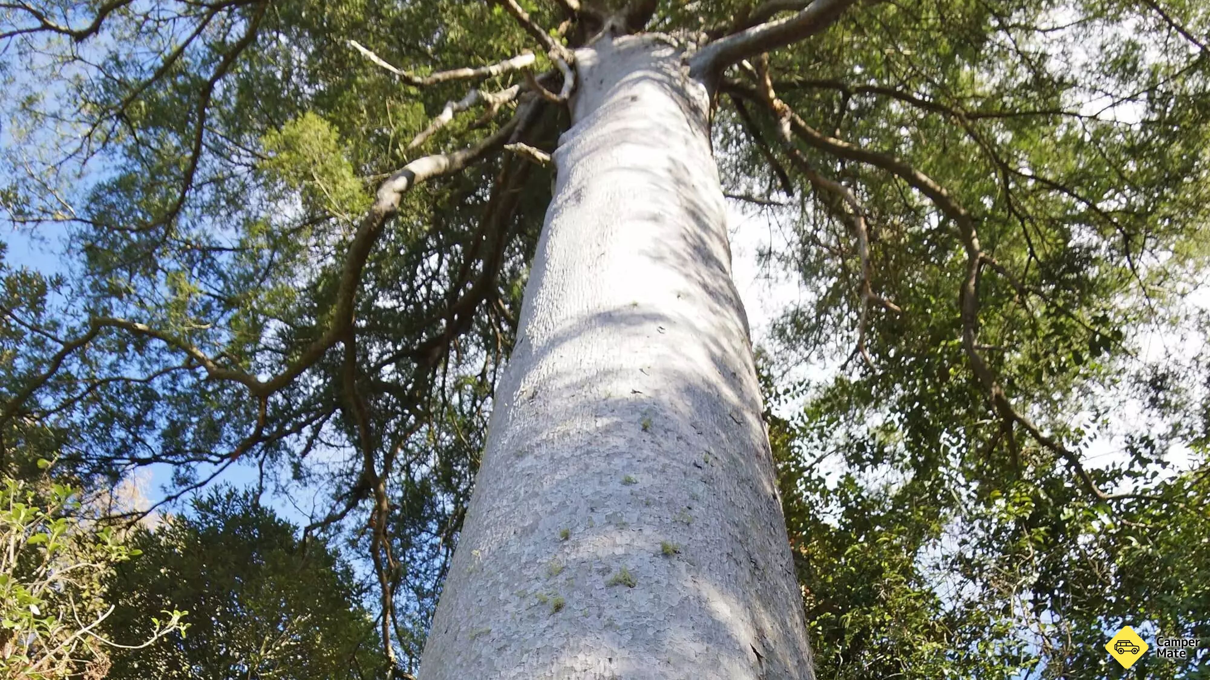Rangiwahia Bushin reservi